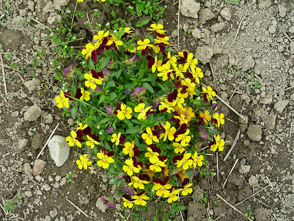 pansy in flower